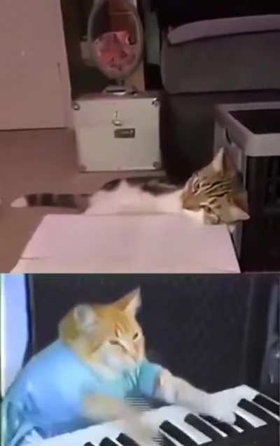 the Purrfect Felines