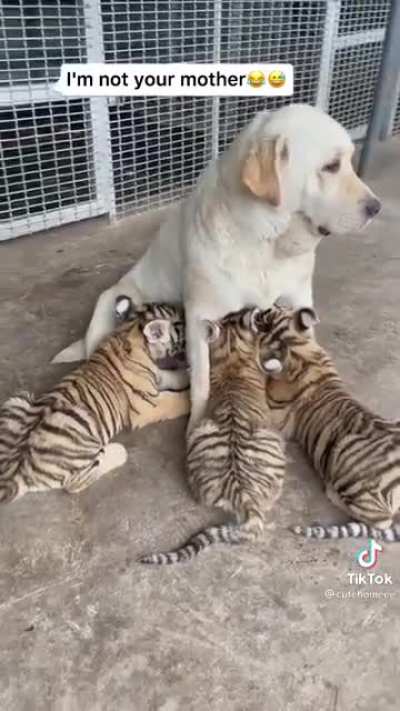 It&rsquo;s all fun and games until the lab eats those tigers.
