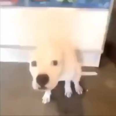 dog dance