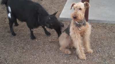 Goat annoyingly licking dog