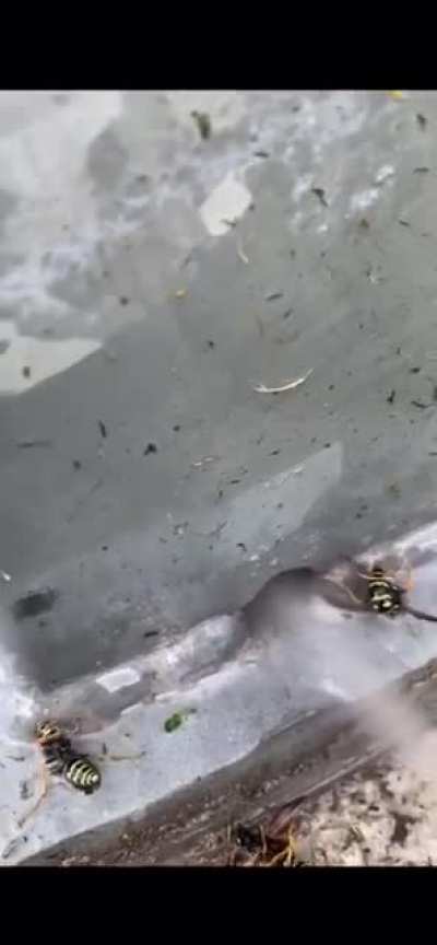 Fuck y&rsquo;all