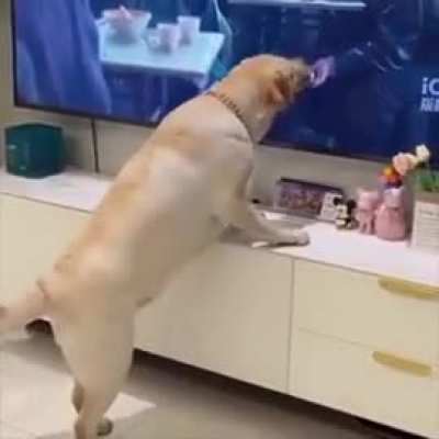 Poor dog..
