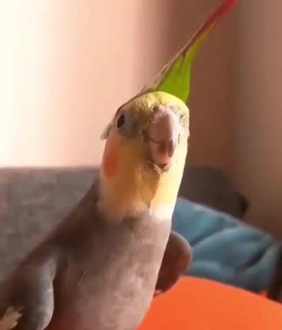 [OoT] This bird knows Saria&rsquo;s song