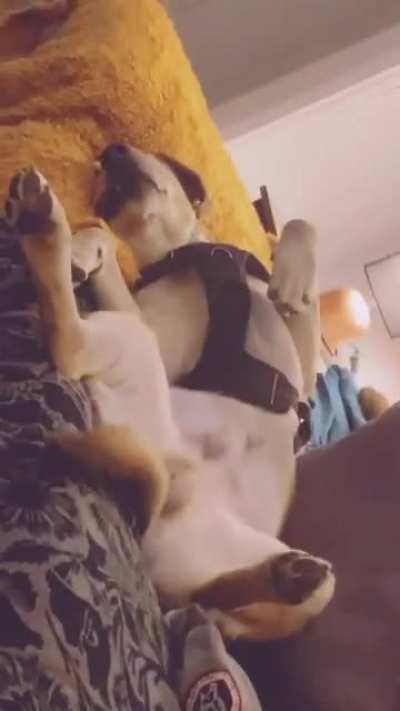 he's so lazy