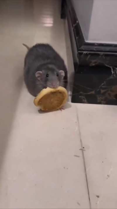 Fat Rat