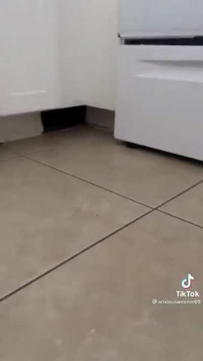 Woman gets a new cat who finds a mysterious hiding spot in her apartment she didn&rsquo;t know about.