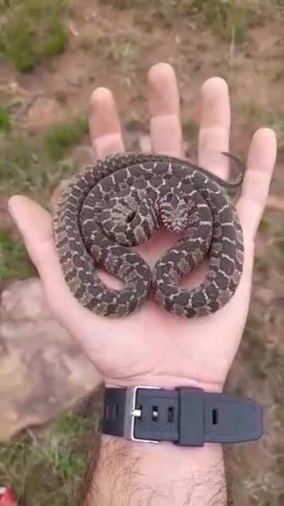 A hog nose snake&rsquo;s hypnotic defense pose