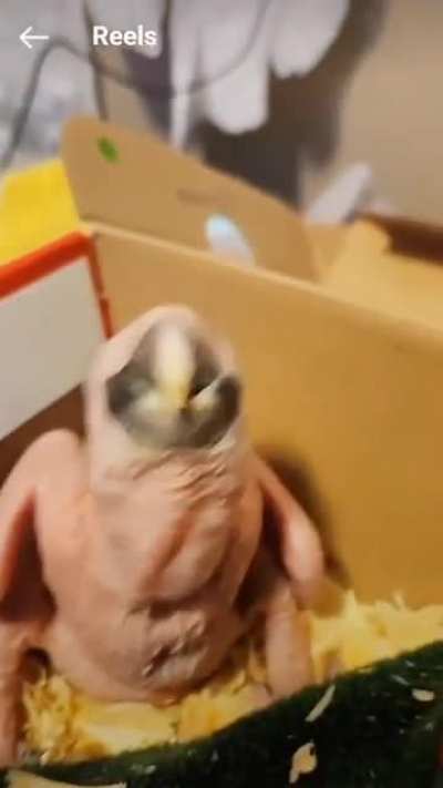 ???