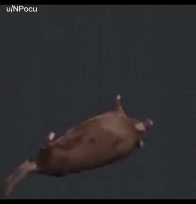 rat