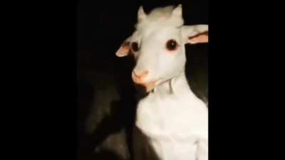 Goat urinates