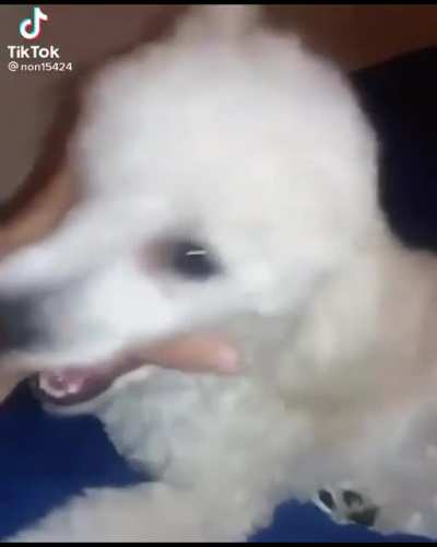 Se pas&oacute; pel&iacute;cula el perro ql