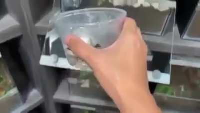 Gelei