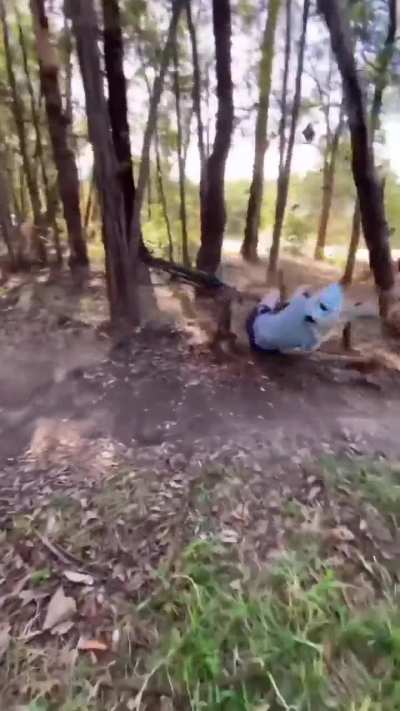 Y&rsquo;all thought y&rsquo;all was safe 🌲