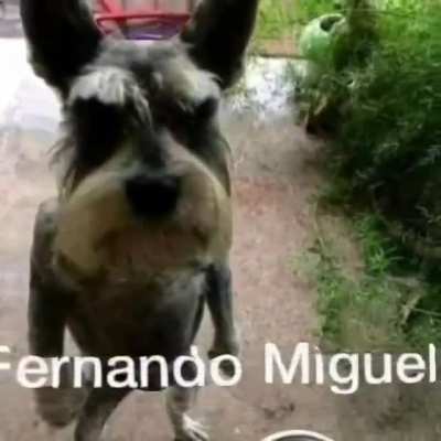 nivel ademiro hein