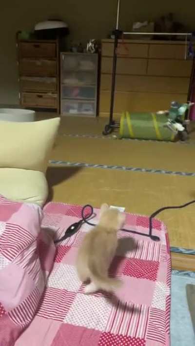 attack on kitten
