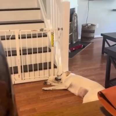 The dog&rsquo;s bored.