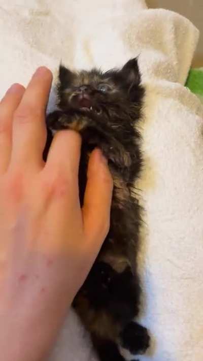 Suki was so smol &eth;&yen;&ordm;&acirc;&curren;&iuml;&cedil;