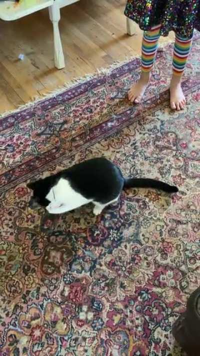 Perfectly cut cat induced scream