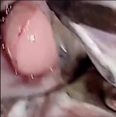 cursed_fishfingers