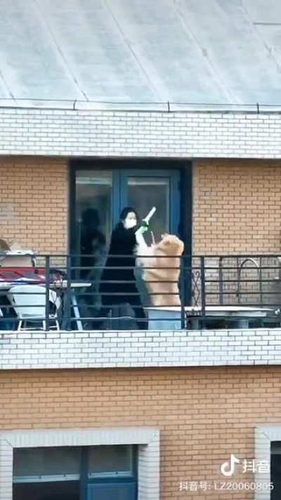 In china dogs fight you with martial arts.
