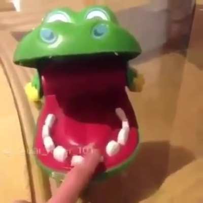 crocodile
