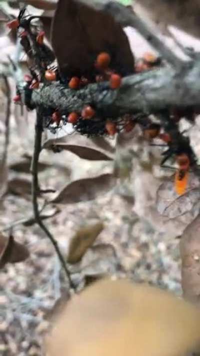 These creepy ass bugs I found.