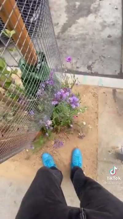 Local environmentalist goes around planting native wildflowers throughout neglected parts of San Francisco