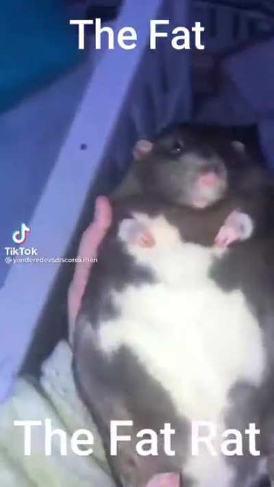 La Rata Gorda