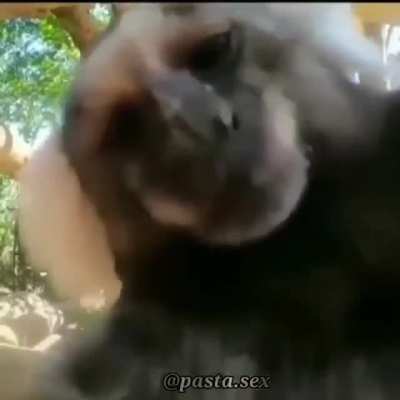 Monke love