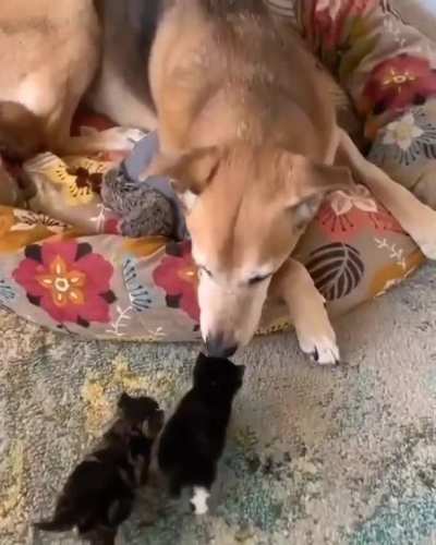 Who's babies are these, never mind here is some love !