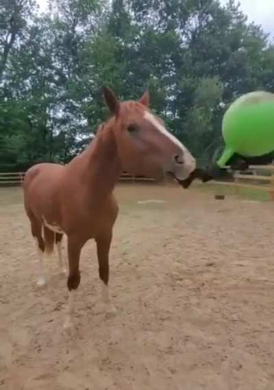 hORsE comMiTS MuRDEr In broaD DayligHt