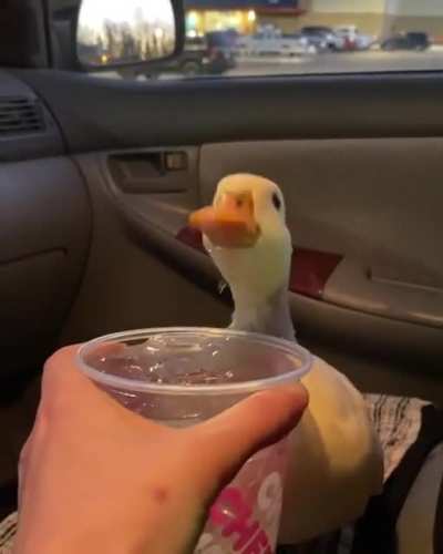 Pato degustando água