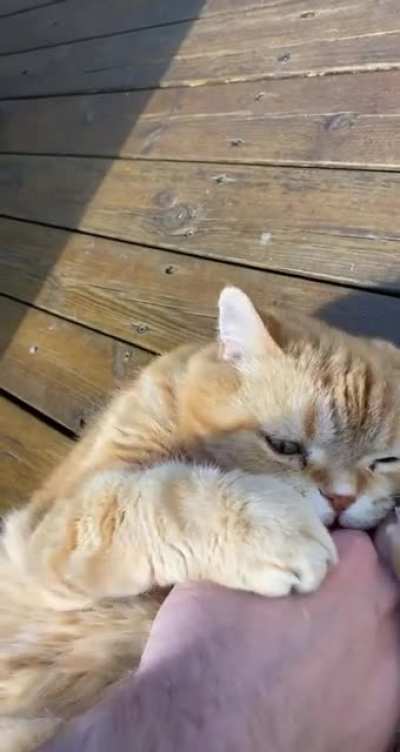 I couldn&rsquo;t resist that belly