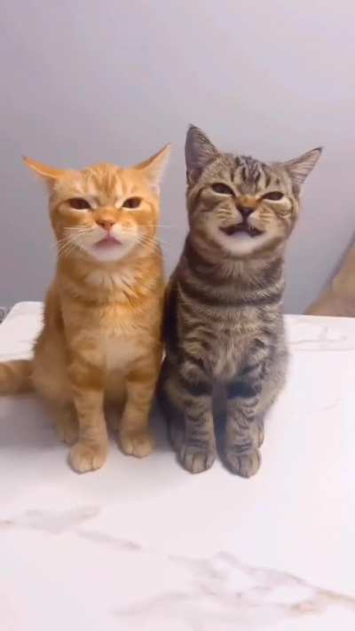Why do they meow so strangely?