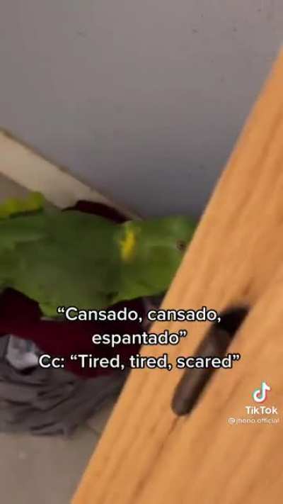 What it&rsquo;s like to have a 2nd Hispanic mother that&rsquo;s a parrot 🦜