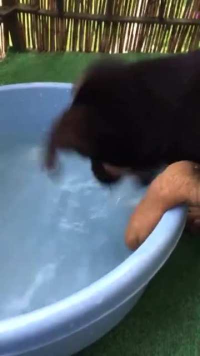 Doggo doesn&rsquo;t know how water works