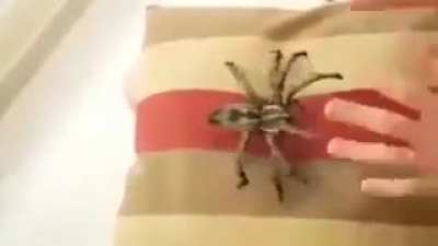OwO