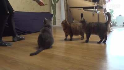 Chonk: A Story In The Life of The Happy Fat Cat Mango and Her Journey to Dechonkification