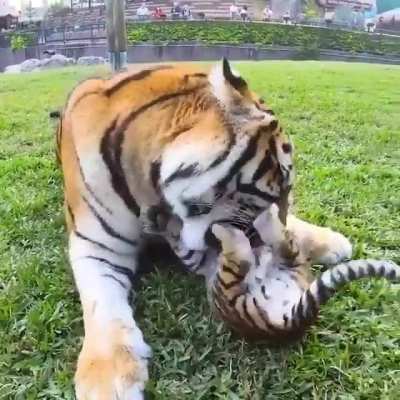 Tiger Mom