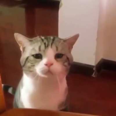 how could you :((