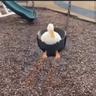 D U C K