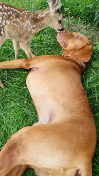 A little tenderness for your evening