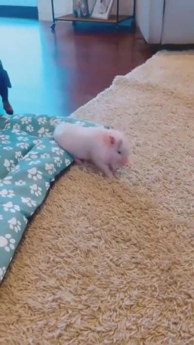 Twerking piggy