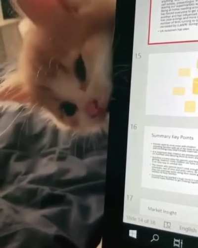 "If I kill the computer like a mouse, Mumma's lap will be all mine!"