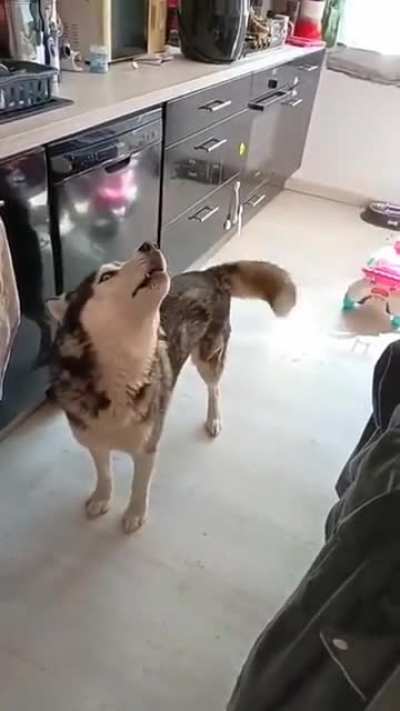 A Husky argument