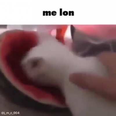 m e l o n