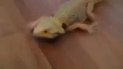 That dragon be racing tho