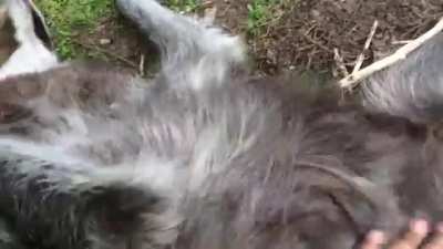 A very happy wolf
