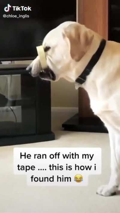 Woman&rsquo;s reaction to her dog getting tape caught around it later mouth has me on the floor