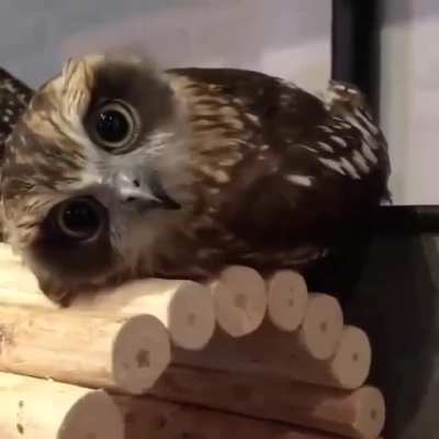 Possibly the cutest little owl I've ever seen!